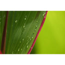 Nikon Z 18-140mm F3.5-6.3 VR Lens