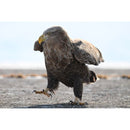 Nikon Z 180-600mm F5.6-6.3 VR Lens