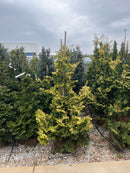 Golden Hinoki Falsecypress - Chamaecyparis obtusa 'Aurea' - 4-5 Foot Ball & Burlap Tree