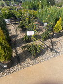 Gold Drift Norway Spruce - Picea abies - 2