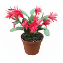 Spring Cactus (Rhipsalidopsis gaertneri), 4" Potted Plant