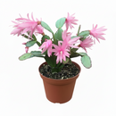 Spring Cactus (Rhipsalidopsis gaertneri), 4" Potted Plant