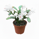 Spring Cactus (Rhipsalidopsis gaertneri), 4" Potted Plant