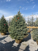 Fat Albert Blue Spruce - Picea pungens - 84" Ball & Burlap Tree