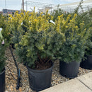 Dwarf Bright Gold Yew - Taxus cuspidata - 5 Gallon Potted Evergreen Shrub