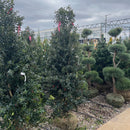 Dragon Lady Holly - Ilex - 5-6 Foot Ball & Burlap Tree