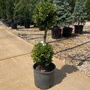 Green Mountain Boxwood (2-Ball) -  Buxus - 3 Gallon Potted Topiary