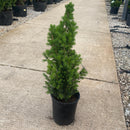 Dwarf Alberta Spruce - Picea glauca 'Conica' - 1