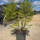 Royal Star Magnolia Tree - Magnolia stellata - 25