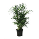 Neanthebelle Palm, Live Plant 4 in. Pot