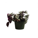 Spiderwort, Wandering Jew, Live Plant 4 in. Pot