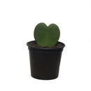 Hoya, Kerrii, Live Houseplant 4 in. Pot