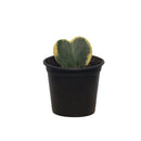 Hoya, Variegated, Live Houseplant 4 in. Pot