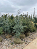 Candelabrica Juniper - Juniperus communis - 3-4 Foot Ball & Burlap Tree