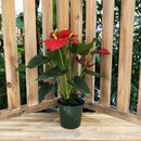 Anthurium (Varieties/Sizes Vary), Live Houseplant