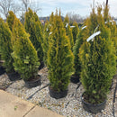 Highlights® Arborvitae  Thuja occidentalis 'Janed Gold' - 6 Gallon Potted Evergreen Tree