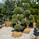Scotch Pine (Pom Pom) - Pinus sylvestris - 3-4 Foot Ball & Burlap Topiary