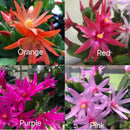 Spring Cactus (Rhipsalidopsis gaertneri), 4" Potted Plant