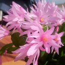 Spring Cactus (Rhipsalidopsis gaertneri), 4" Potted Plant
