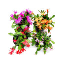 Spring Cactus (Rhipsalidopsis gaertneri), 4" Potted Plant
