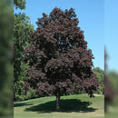 'Crimson King' Norway Maple - Acer platanoides - 2.5" Caliper Ball & Burlap Tree