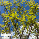 'Firebird' Crabapple - Malus sargentii - 2" Caliper Ball & Burlap Tree
