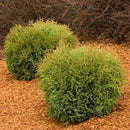 Hetz Midget Arborvitae - Thuja occidentalis - 2 Gallon Potted Evergreen Shrub