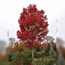 October Glory Red Maple - Acer rubrum - 2" Caliper Ball & Burlap Tree