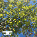 October Glory Red Maple - Acer rubrum - 2" Caliper Ball & Burlap Tree