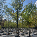 October Glory Red Maple - Acer rubrum - 2" Caliper Ball & Burlap Tree