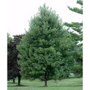 October Glory Red Maple - Acer rubrum - 2" Caliper Ball & Burlap Tree