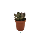 Succulent (Varieties Vary), Live Plant, Sold Individually