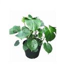 Philodendron Monstera, Live Plant 10 in. Pot