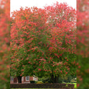 Urban Sunset® Maple - Acer sp. - 2" Caliper Ball & Burlap Tree