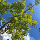 Urban Sunset® Maple - Acer sp. - 2" Caliper Ball & Burlap Tree