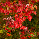 Red Sunset® Red Maple - Acer rubrum - 2" Caliper Ball & Burlap Tree