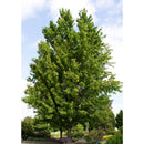 Red Sunset® Red Maple - Acer rubrum - 2" Caliper Ball & Burlap Tree