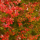 Red Sunset® Red Maple - Acer rubrum - 2" Caliper Ball & Burlap Tree