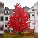 State Street Miyabe Maple - Acer miyabei - 2" Caliper Ball & Burlap Tree
