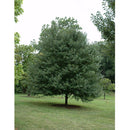 State Street Miyabe Maple - Acer miyabei - 2" Caliper Ball & Burlap Tree