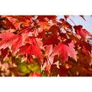 State Street Miyabe Maple - Acer miyabei - 2" Caliper Ball & Burlap Tree
