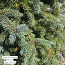 Baby Blue Blue Spruce - Picea pungens - 5-6 Foot Ball & Burlap Tree
