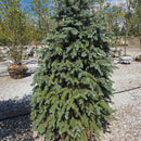 Baby Blue Blue Spruce - Picea pungens - 5-6 Foot Ball & Burlap Tree