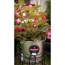 Behrens 5 qt Galvanized Pail Silver