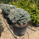Moonstone® Globe Spruce - Picea pungens - 10 Gallon Potted Shrub