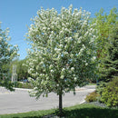 Spring Snow Flowering Crab - Malus 'Spring Snow' - 2" Caliper Ball & Burlap Tree