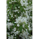 Spring Snow Flowering Crab - Malus 'Spring Snow' - 2" Caliper Ball & Burlap Tree