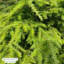 Canadian Hemlock - Tsuga canadensis - 5' Foot Ball & Burlap Tree