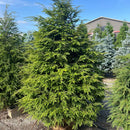 Canadian Hemlock - Tsuga canadensis - 5' Foot Ball & Burlap Tree