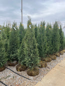 Medora Juniper - Juniperus scopulorum - 5-6 Foot Ball & Burlap Tree